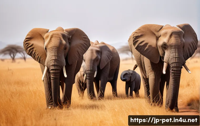 아프리카 코끼리 이동 습성 - **Prompt:** "A majestic herd of African elephants on a purposeful journey across a vast, golden sava...
