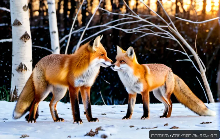 여우 번식 시기 - Photorealistic red fox pair during breeding season, two adult foxes standing several feet apart in a...